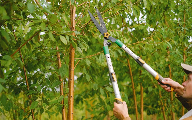 Tree trimming in Bear Lake, PA