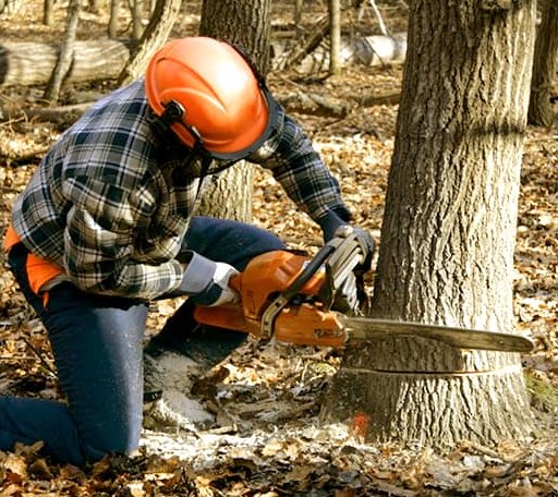 Tree Removal in Bear Lake, PA